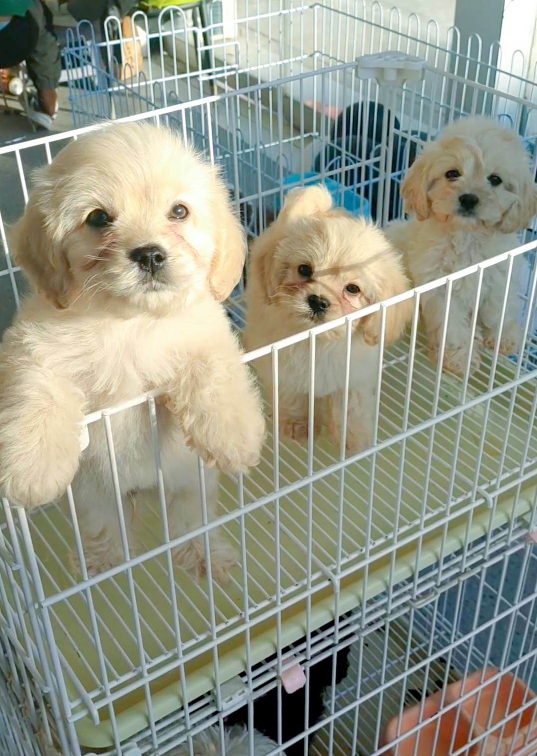 甜美可卡熊